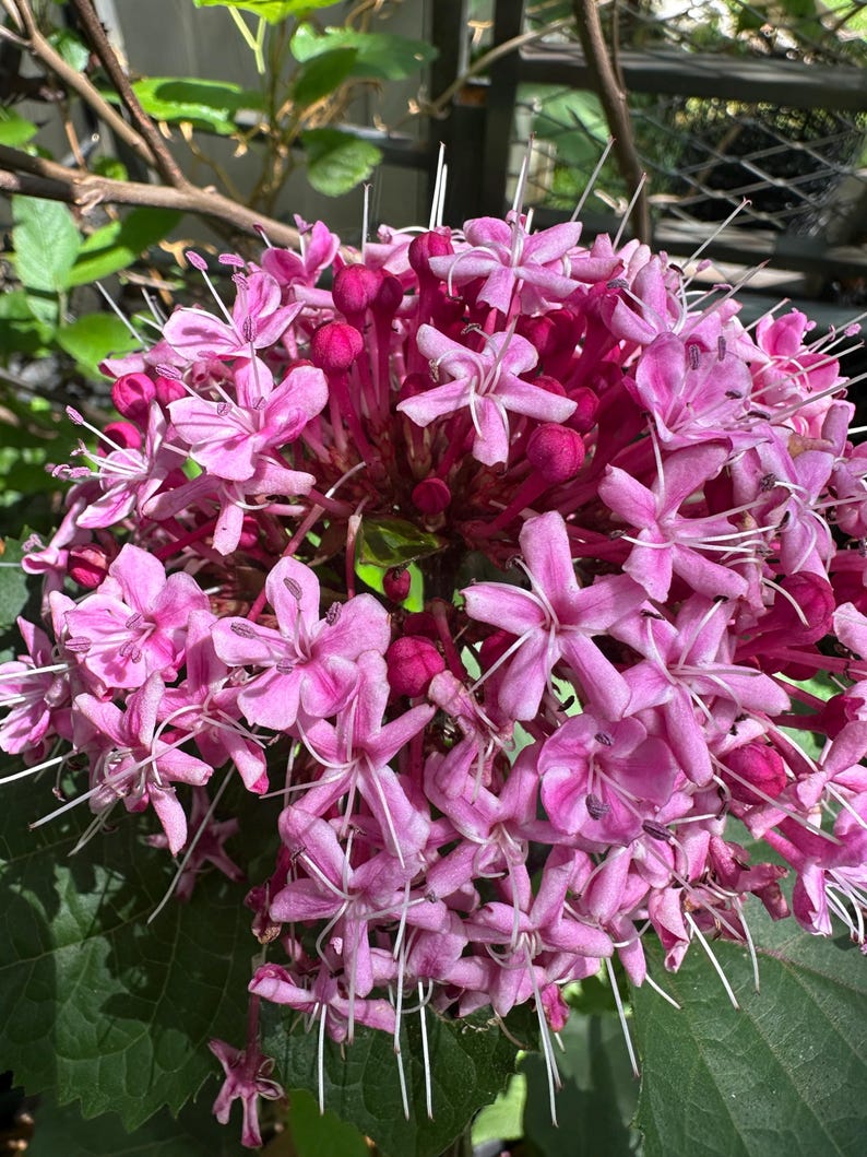 Rose Glory Bower Plant, 2.5” Pot, Pink Flowers, Clerodendrum bungei, Tropical Perennial for Garden & Landscape