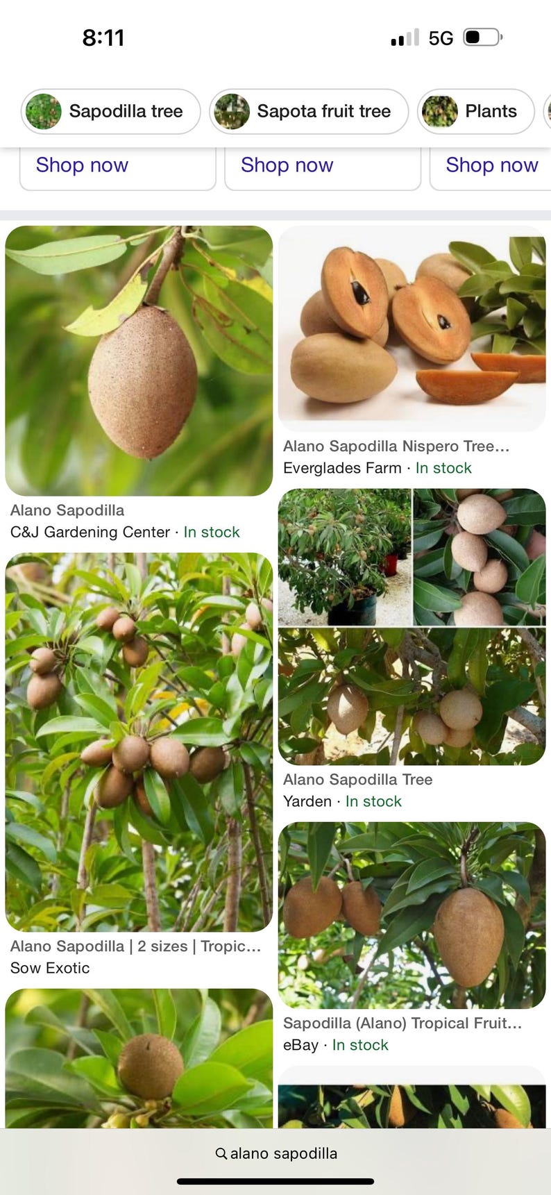 3 Gallon Alano Sapodilla Tree - Manilkara zapota - 3-4 Feet Tall, Tropical Fruit Plant for Home Garden