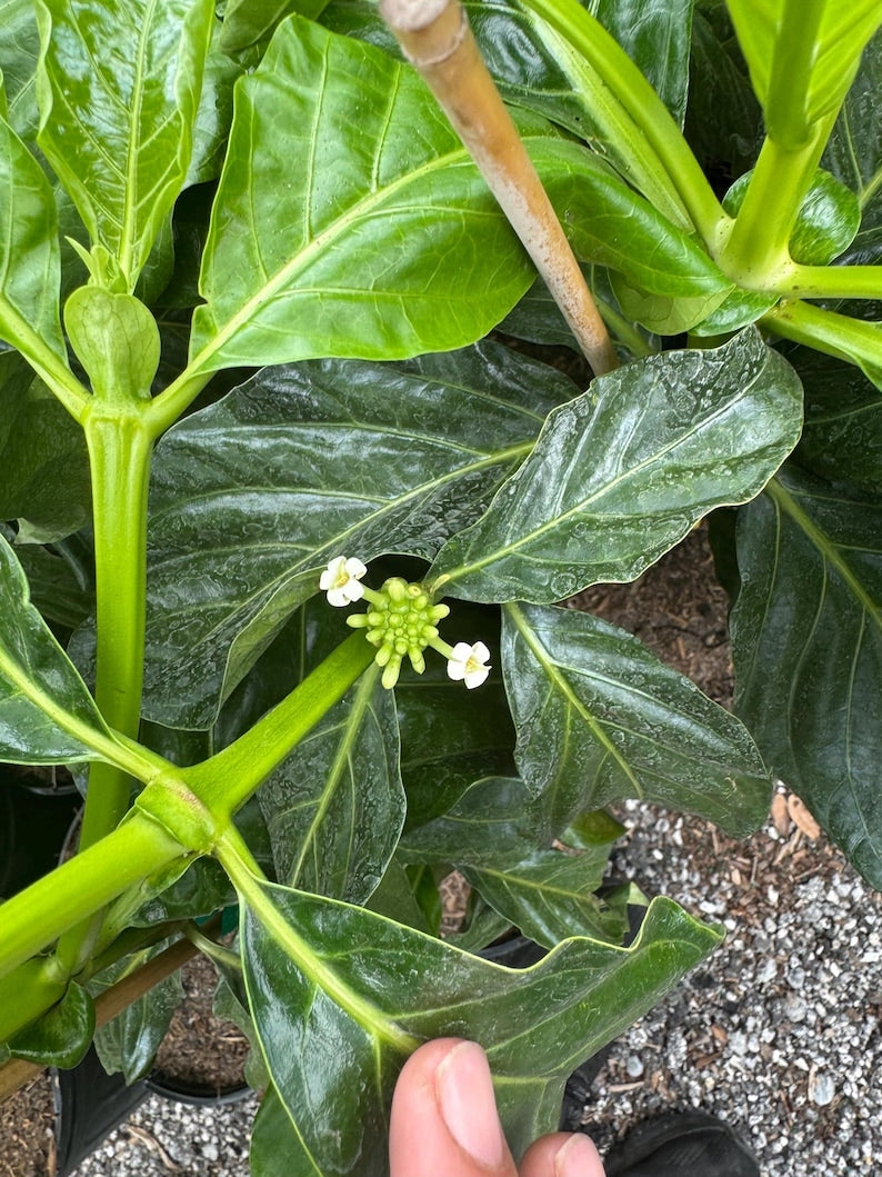 3 Gallon Noni Plant - Morinda citrifolia - Tropical Fruit Tree, 2-3 Feet Tall, Indoor/Outdoor Gardening