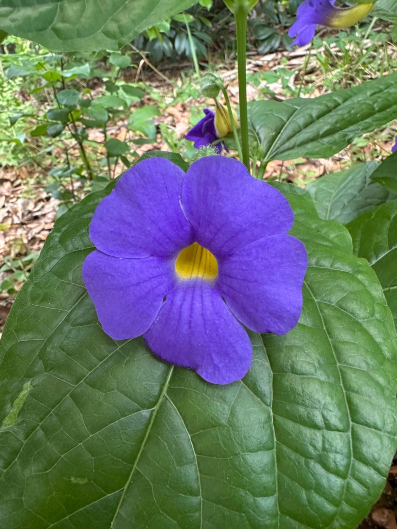 Blue Glory Vine Plant - 2.5" Pot - Thunbergia battiscombei - Prolific Bloomer with Purple/Blue Flowers - Perennial Garden Plant