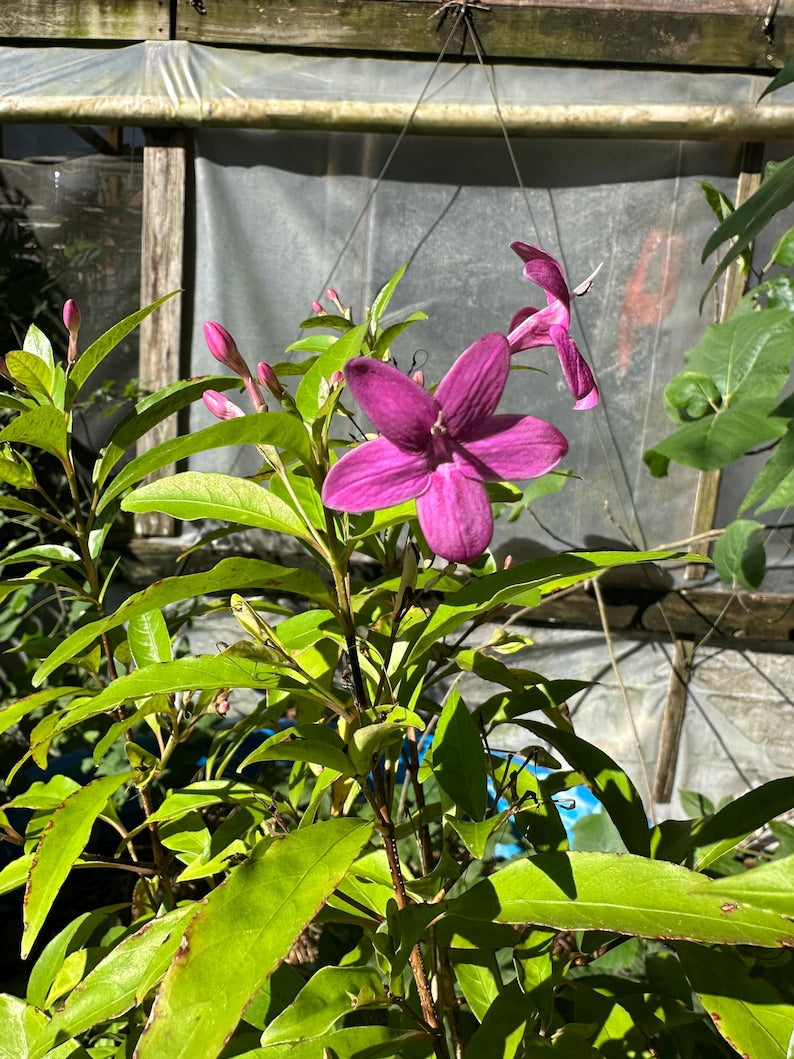Purple Sooting Stars Plant in 2.5” Pot, Purple Star Flower, Pseuderanthemum laxiflorum, Tropical Perennial for Garden