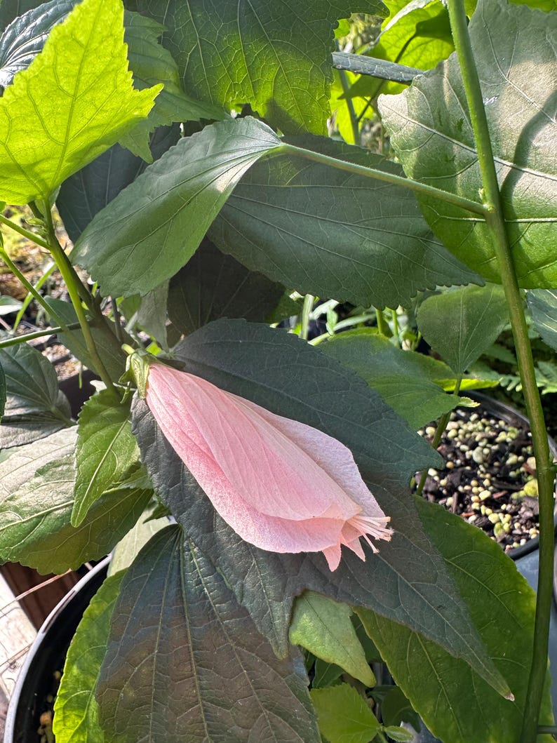 Pink Turk's Cap Plant, 2.5" Pot, Sleepy Pink Hibiscus, Malvaviscus penduliflorus ‘Pink’, Perennial Flowering Plant