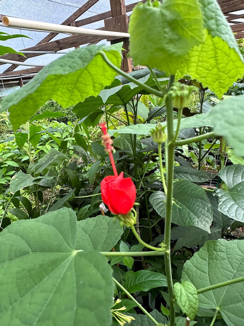 Turks Cap Plant 2.5" Pot Red Flowers Malvaviscus arboreus var. drummondii Edible Fruit Perennial Garden Shrub
