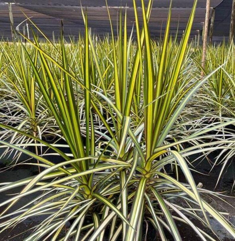 Dracaena Marginata Ray of Sunshine - 3 Gallon Houseplant - Tropical Indoor Plant for Home Decor