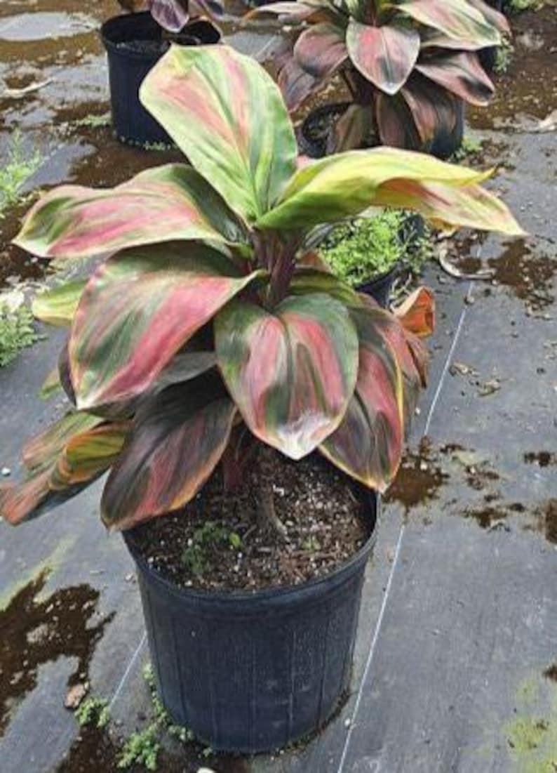 Ti Plant - 5 Gallon - Cordyline fruticosa Wiley Gold