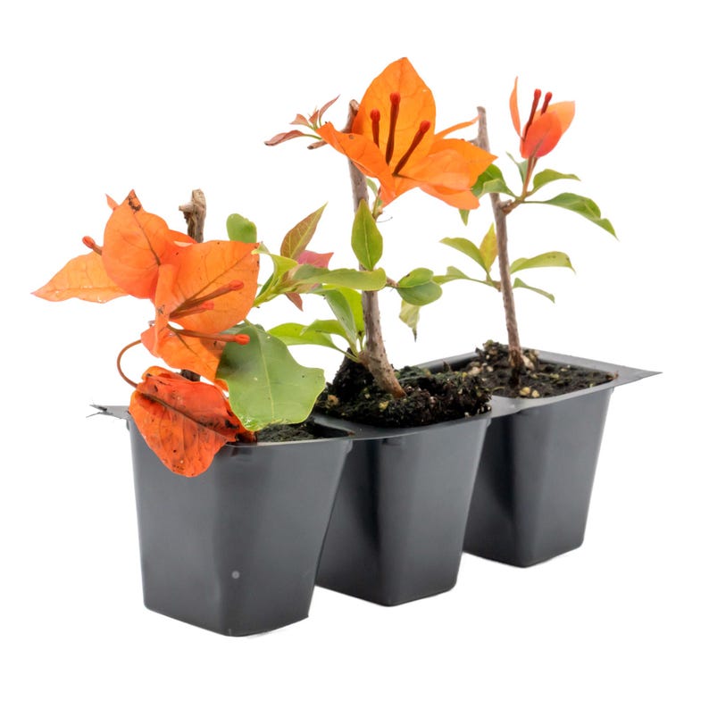 Flame Bougainvillea Plant | 2.5-Inch Nursery Cube | Red-Orange Blooms | Bougainvillea Glabra | Evergreen Vines and Shrubs