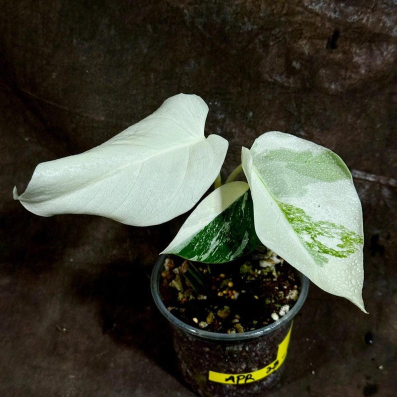 monstera deliciosa albo variegata Variegated Monstera Albo Plant - Rare White Borsigiana