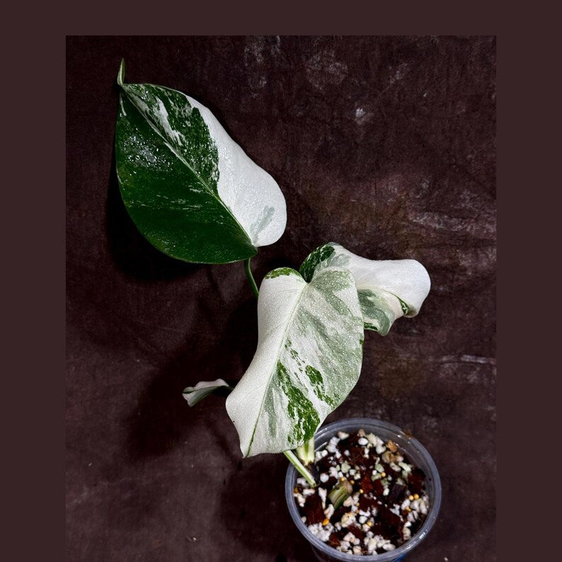 rare variegated indoor plants Variegated Monstera Albo Plant - Rare Borsigiana - Baby Leaf Indoor  Houseplant - Exact Plant