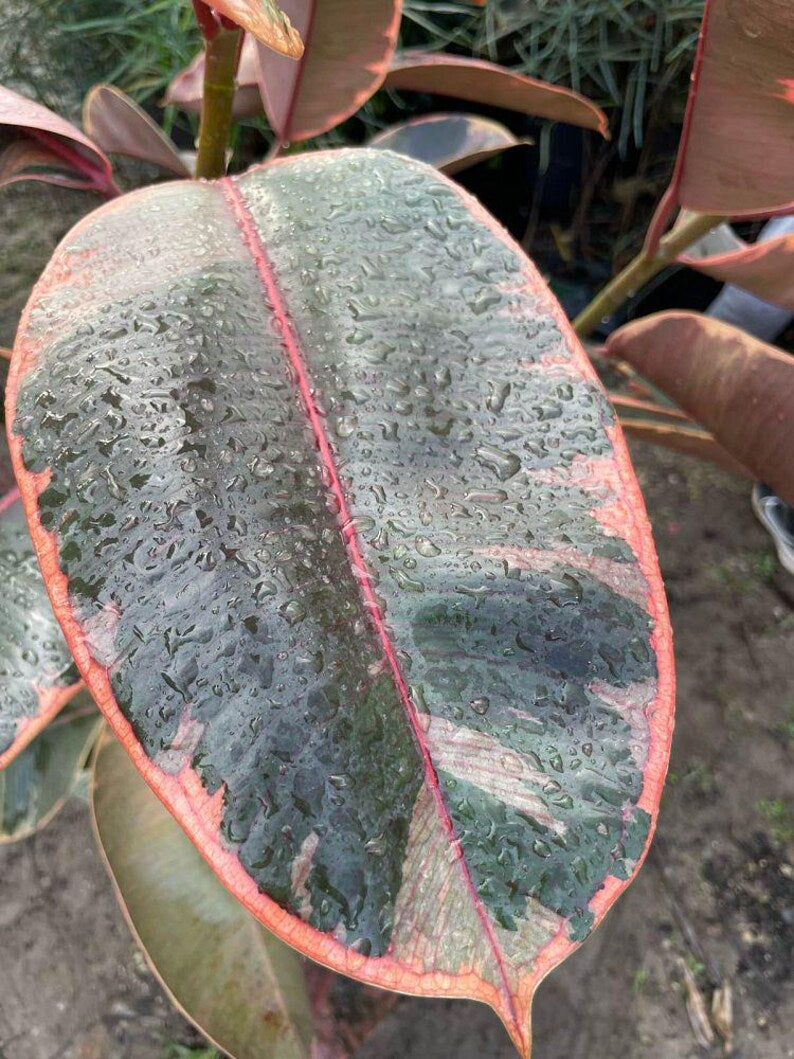 Ficus elastica Ruby - 3 Gallon Live Rubber Plant - Indoor/Outdoor Houseplant - Unique Color Variations