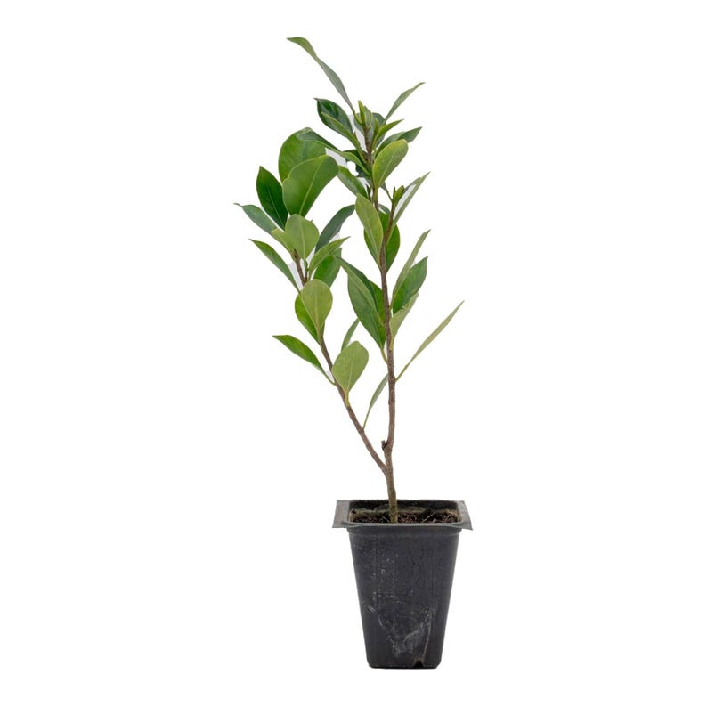 Ficus Nitida Plant - Live Indian Laurel Fig - 2.5” Nursery Cube - Fast-Growing Evergreen for Hedges & Screens