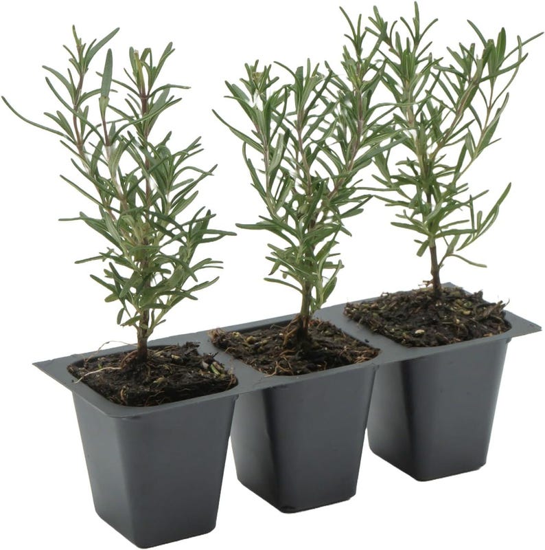 Tuscan Blue Rosemary Live Plants - 2.5” Pot - Fragrant Herb for Cooking & Aromatherapy - Rosmarinus Officinalis