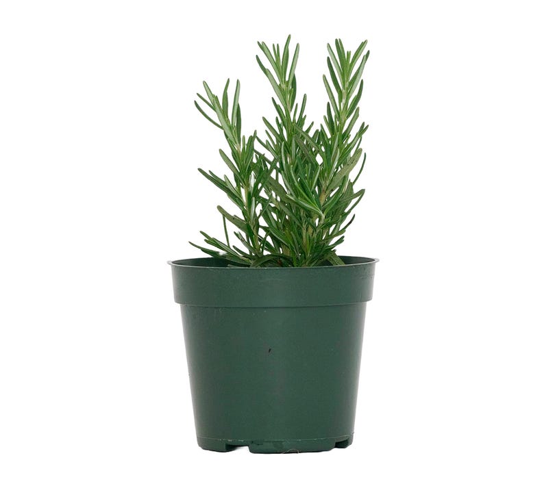 Tuscan Blue Rosemary Plant, 4” Pot, Fragrant Culinary Herb, Rosmarinus officinalis, Hardy Aromatic Live Plant for Gardens