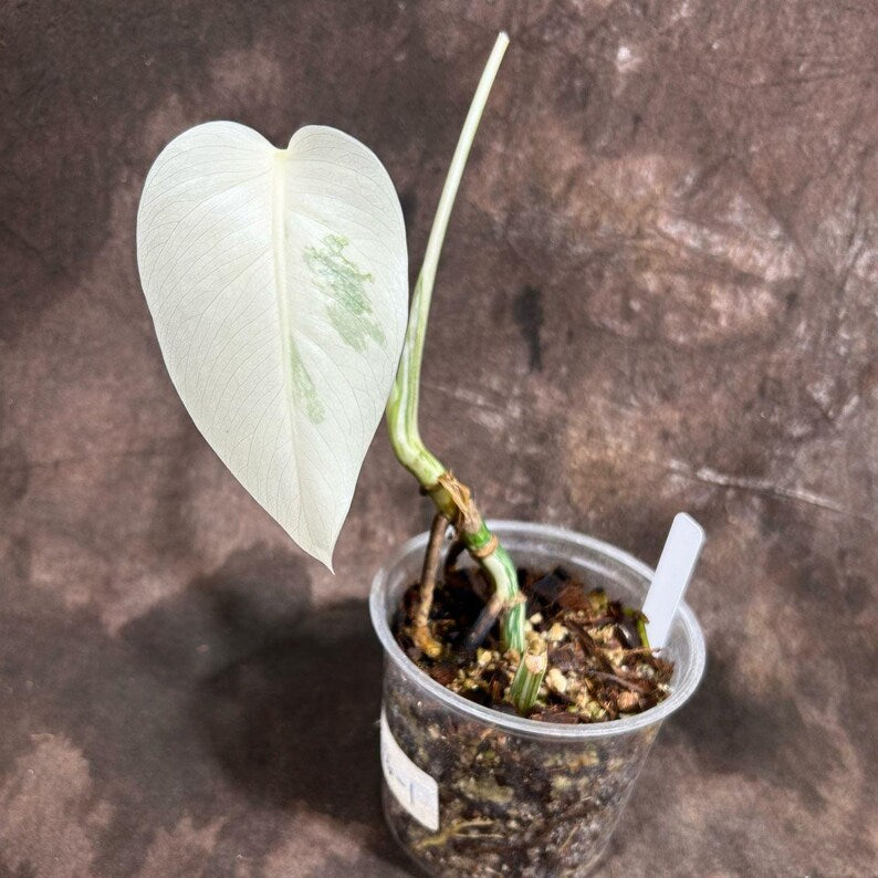 monstera plant bulbs Monstera Borsigiana Albo Variegated 1