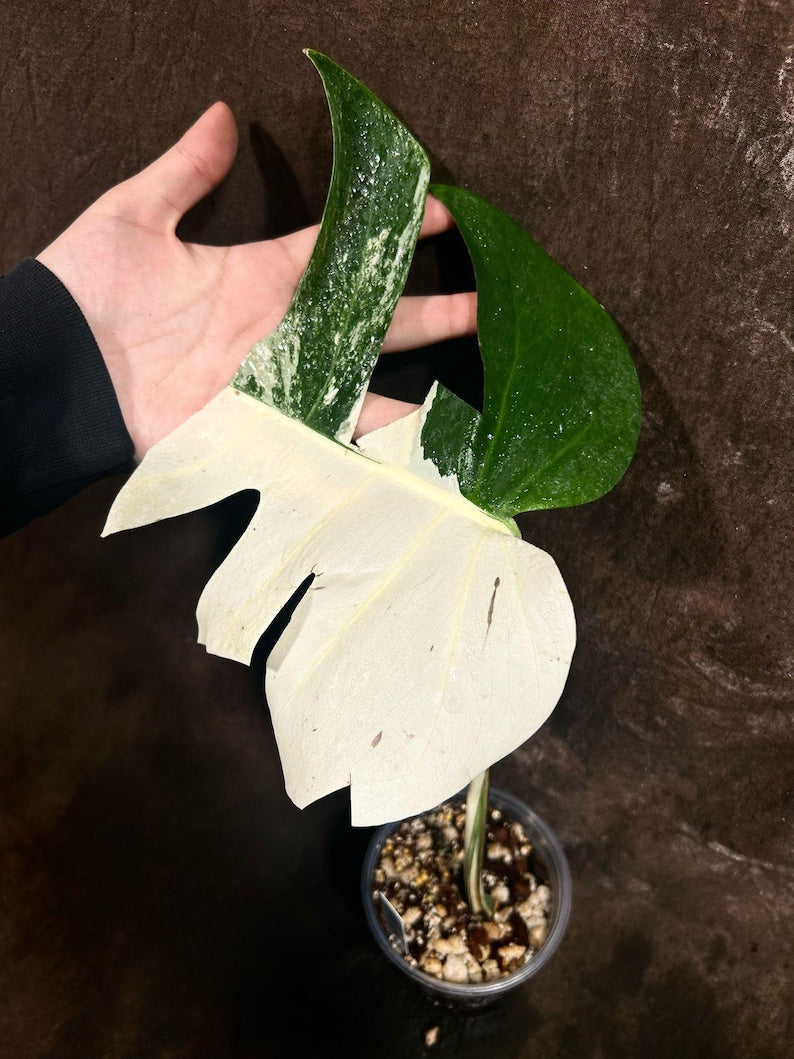 variegated monstera live plant Variegated Monstera Albo Plant - Rare White Monstera Borsigiana - Indoor Houseplant - Live Plant - Exact Plant