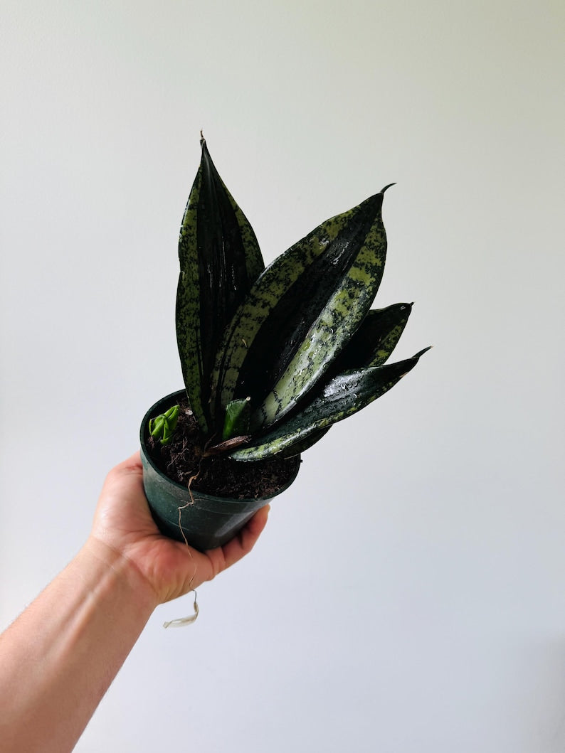 Sansevieria Whitney - Silver Flame Snake Plant - 4” Live Black Houseplant - Easy Care Indoor Plant - Sansevieria trifasciata