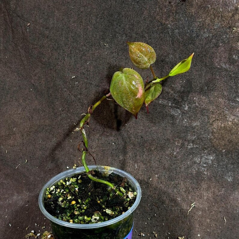 soil for philodendron micans Rare Philodendron Mican Aurea Live Plant in Nursery Pot