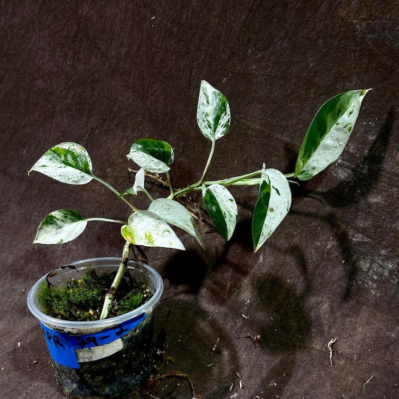 Epipremnum Pinnatum Albo Variegated Plant in Nursery Pot - Indoor Tropical Houseplant - Rare Variegation - US Seller