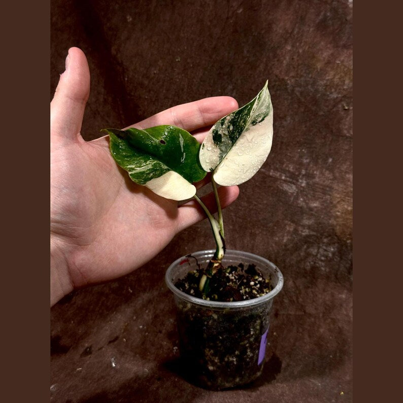 monstera albo baby plant Variegated Monstera Albo Plant - Rare White Monstera Borsigiana - Baby Leaf  - Exact Plant - Indoor Houseplant