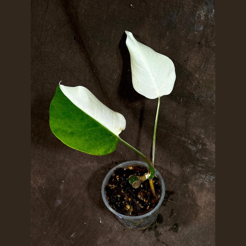 baby monstera Variegated Monstera Albo Plant - Rare White Borsigiana - Baby Leaf