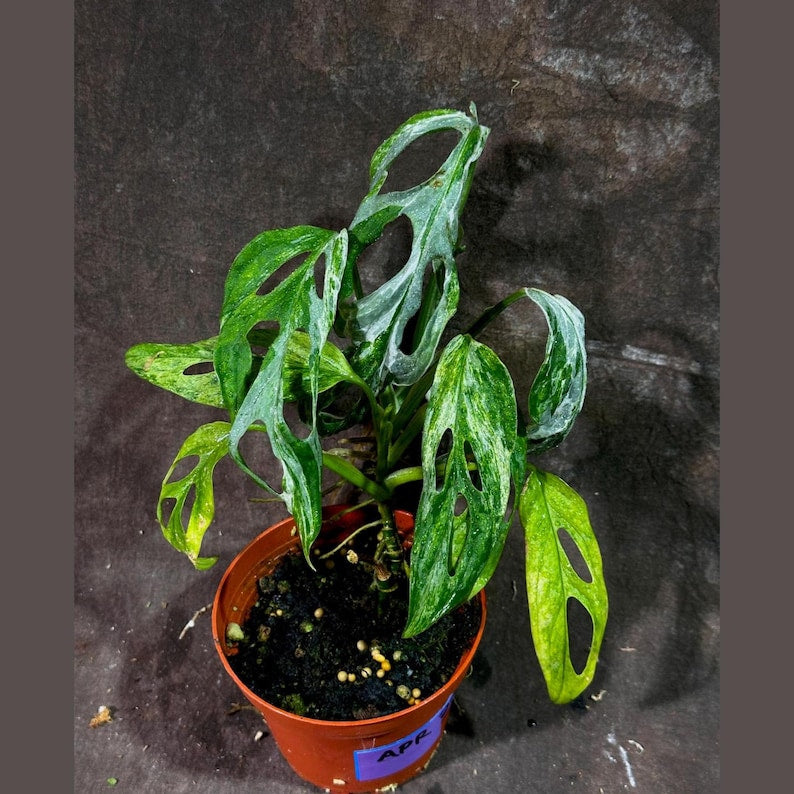 monstera adansonii rare Variegated Monstera Adansonii Mint Plant - Live Indonesian Marble - Rare Collector Aroid