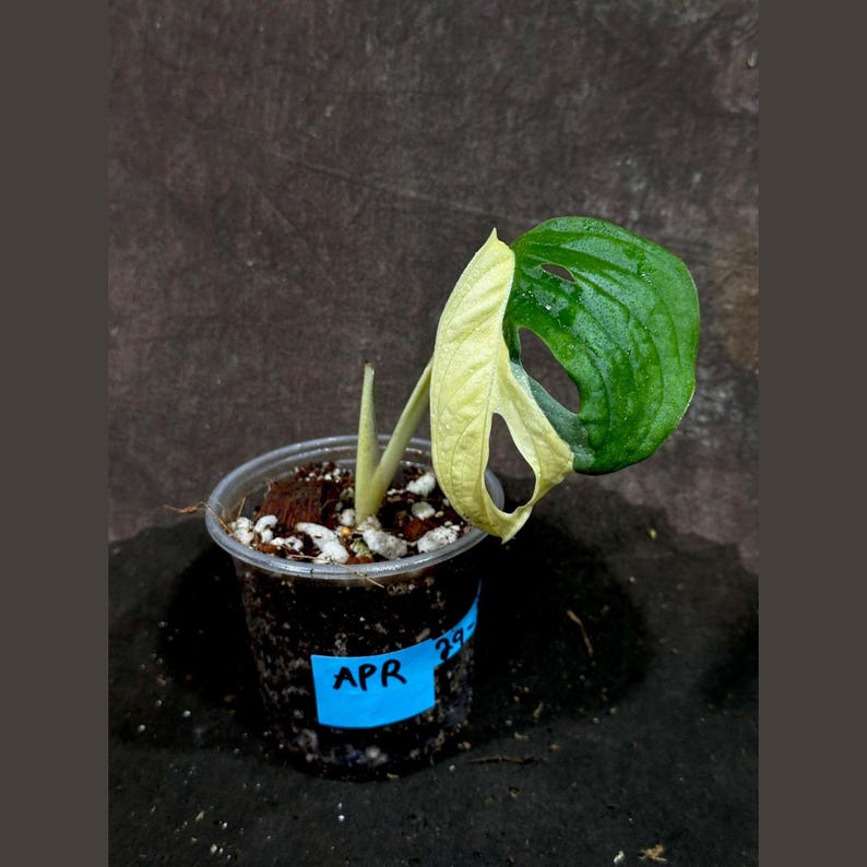 monstera stick Monstera Plant Delivery Miami