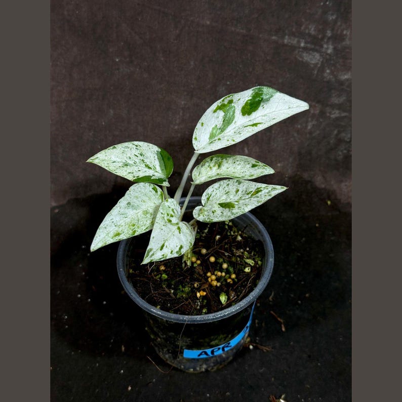 Epipremnum Pinnatum Albo Variegated Plant in Nursery Pot - Indoor Houseplant - Tropical Vining Plant - US Seller