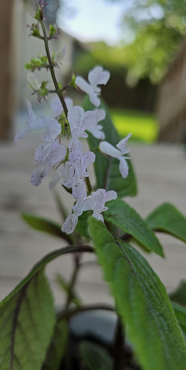 Swedish Ivy Plant - 5-8 in - Variegated Plectranthus oertendahlii - Creeping Charlie - Indoor Hanging Plant