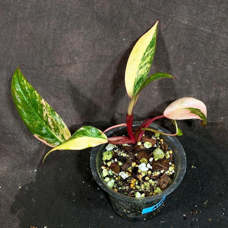 collectors philodendron Variegated Philodendron Strawberry Shake Plant - Rare Collector Houseplant - Live Plant for Gifts