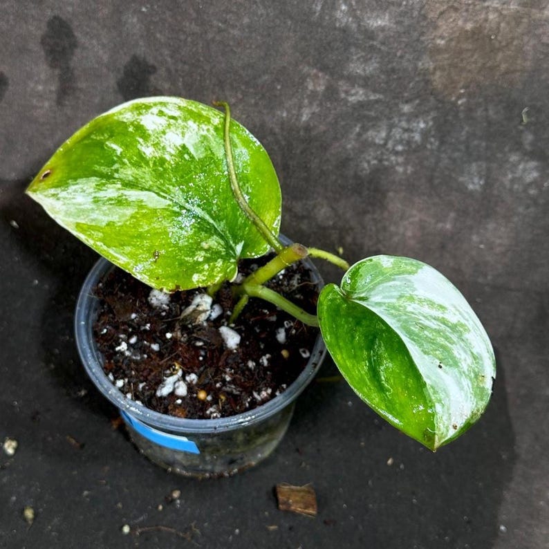 Scindapsus Jade Satin Variegated Plant - Rare Collector's Indoor Plant - Pet Friendly - Heart-Shaped Leaves - Scindapsus Pictus