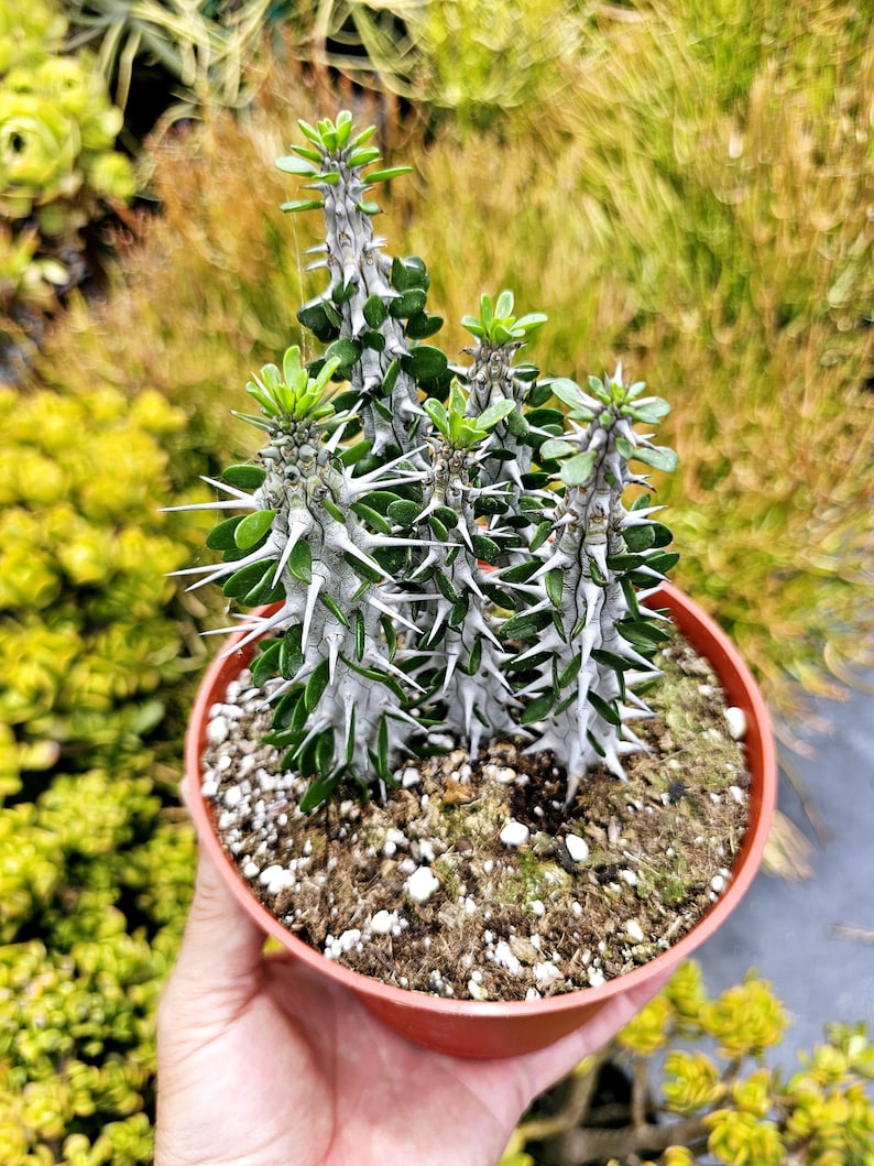 succulent drought tolerant plants False Ocotillo Plant, Low Maintenance Succulent, Drought Tolerant, Exotic Shrub