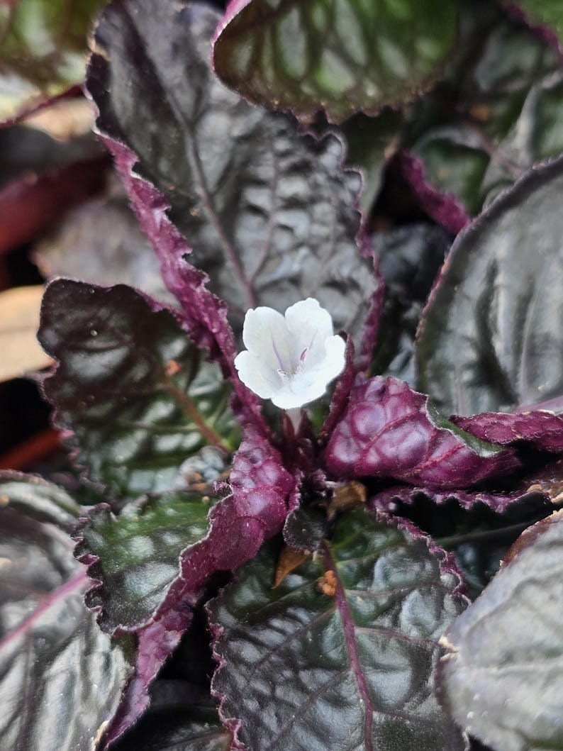 Purple Waffle Plant - 3-4 Inches - Strobilanthes alternata - Red Ivy - Red Flame Ivy - Tropical Perennial for Garden or Container