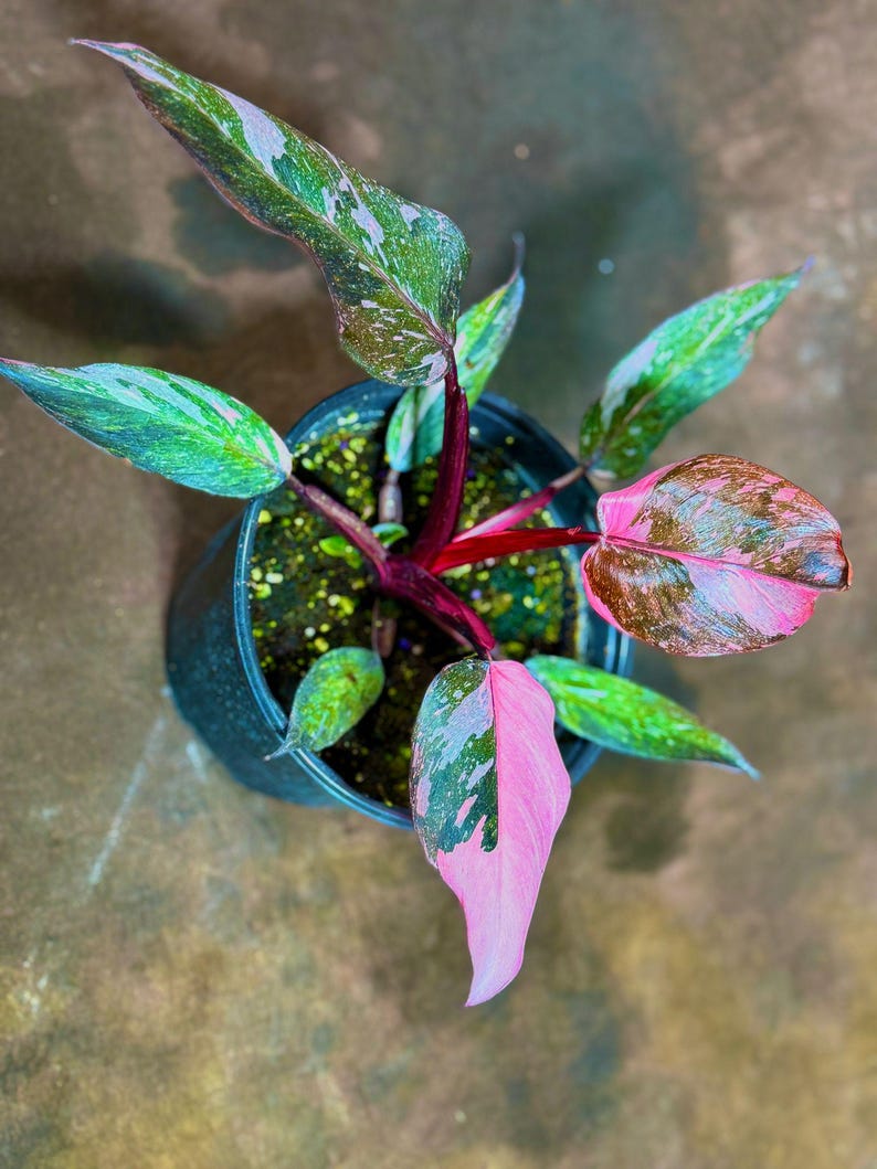 Philodendron Pink Princess Galaxy 6" Grow Pot - Variegated Collector Plant - Philodendron erubescens 'Pink Princess'