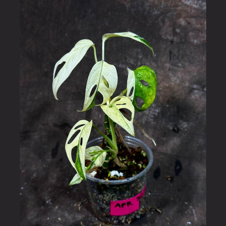 monstera adansonii rare High Variegated Monstera Adansonii Albo Plant in Nursery Pot - Rare Swiss Cheese Vine