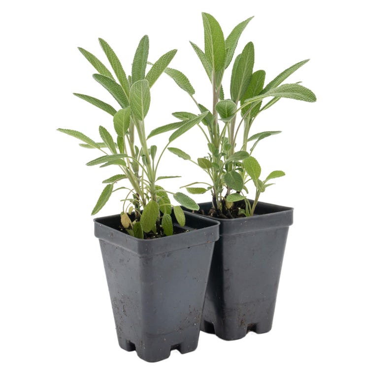 Common Sage Live Plant | 2.5-Inch Nursery Cube | Drought-Tolerant Evergreen Herb | Salvia officinalis | Fragrant & Flavorful