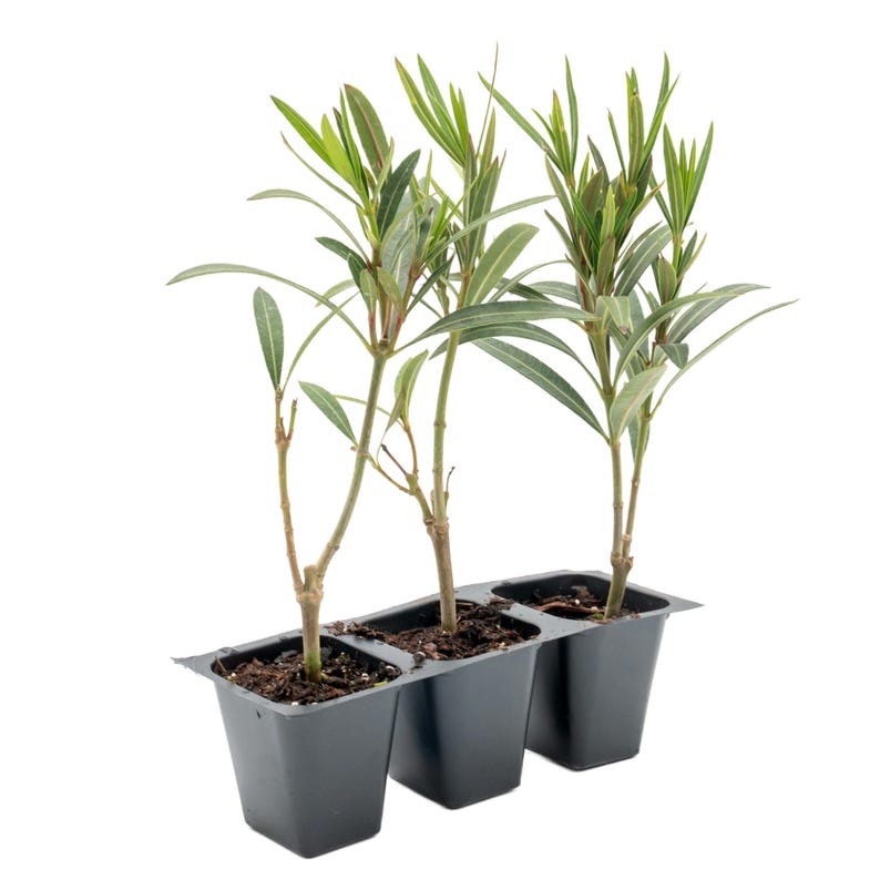 Dwarf Red Oleander Shrubs | 2.5-Inch Nursery Cubes | Nerium Oleander 'Dwarf Red' | Compact Evergreen with Red Blooms