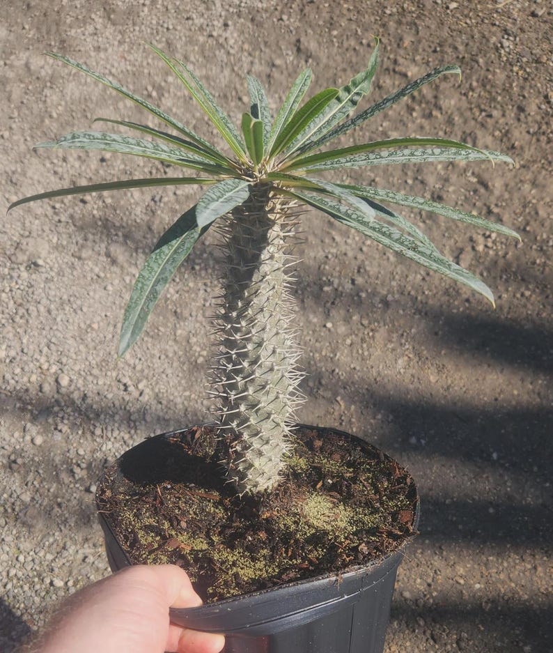 a spiny succulent Madagascar Palm - Live Spiny Succulent - Pachypodium Lamerei - Outdoor Grown Plant