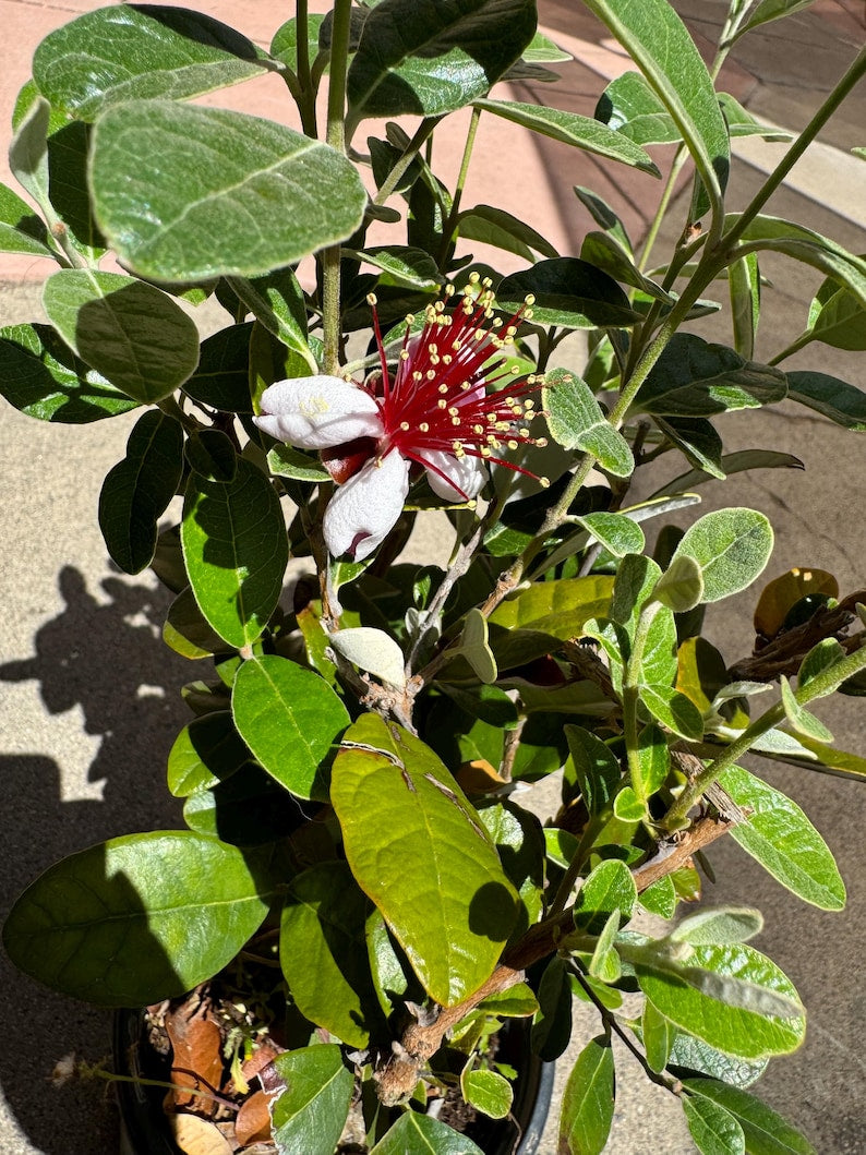 Pineapple Guava Plant - Large One Gallon Pot - Edible Fruit & Fragrant Blooms - Feijoa sellowiana - Easy Care Garden Plant