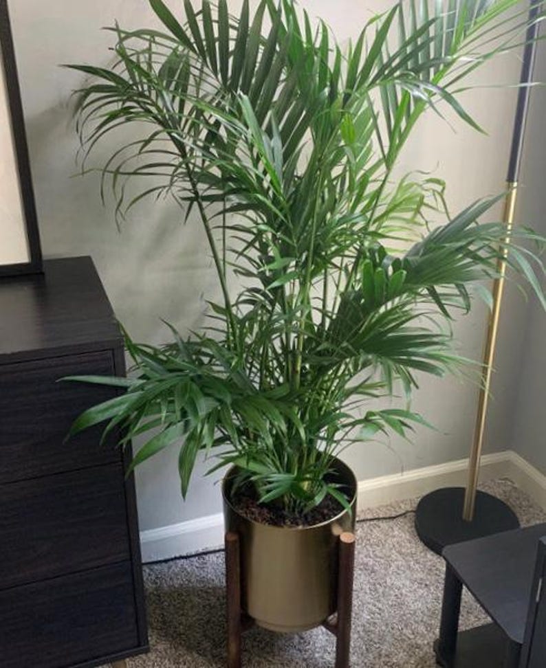 Cat Palm Plant - 6 inch Pot - Chamaedorea Cataractarum - Easy Care Indoor Tropical Houseplant with Dense Green Fronds