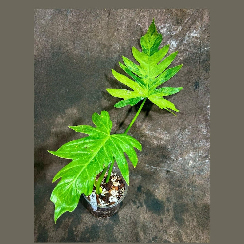 Philodendron Radiatum Variegated Live Plant - Rare Indoor Aroid - Large Form - Ideal for Plant Lovers - US Seller