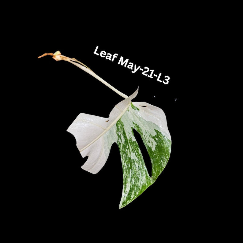 Variegated Monstera Cutting - Rare White Monstera Albo