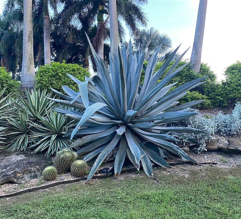 century plant seeds Agave Plant, Gainesville Blue, Drought Tolerant Accent Plant, Agave Am – Sejahtera Seeds and Bulbs