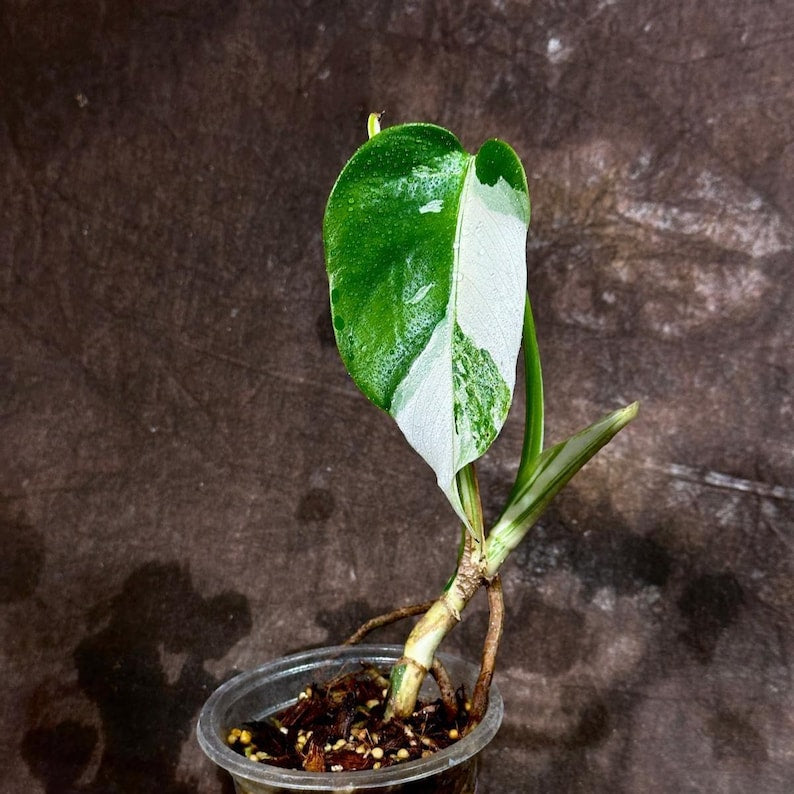 monstera albo baby plant Variegated Monstera Albo Plant - Baby Size - White & Green Marbled - Monstera Albo Borsigiana - Exact Plant