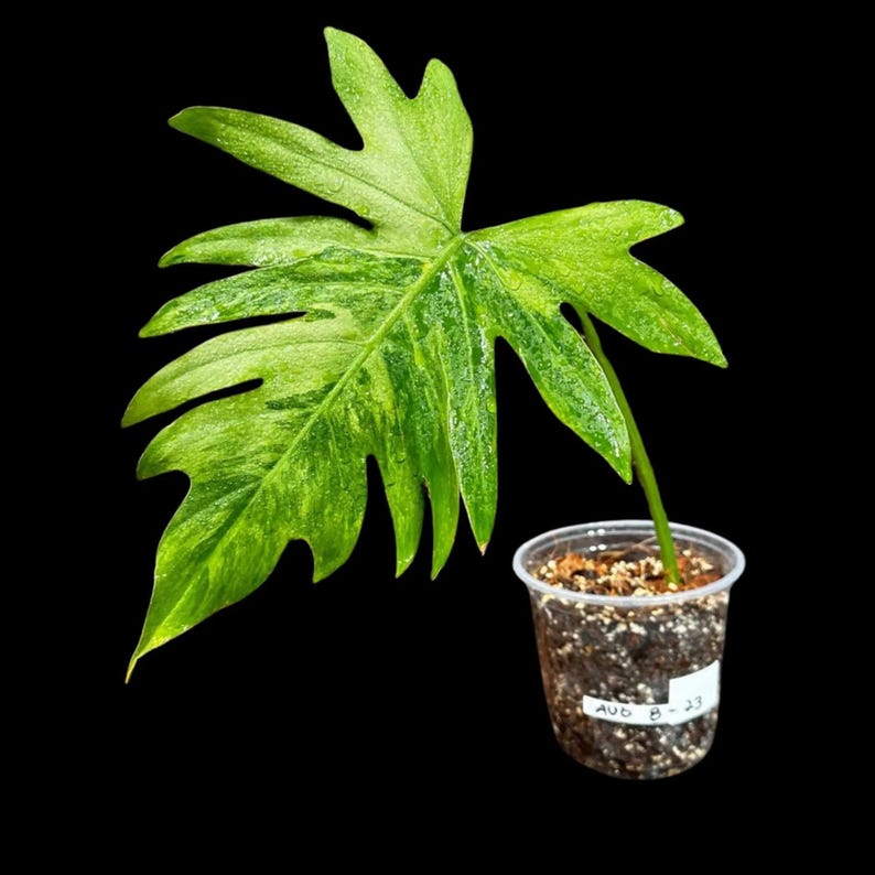 philodendron radiatum care Philodendron Radiatum Variegated