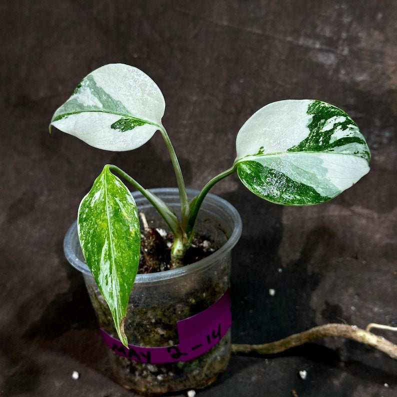 Variegated Monstera Albo Plant - Baby Leaf - White & Green Marbled -  Monstera Borsigiana - Exact Plant - Indoor Houseplant