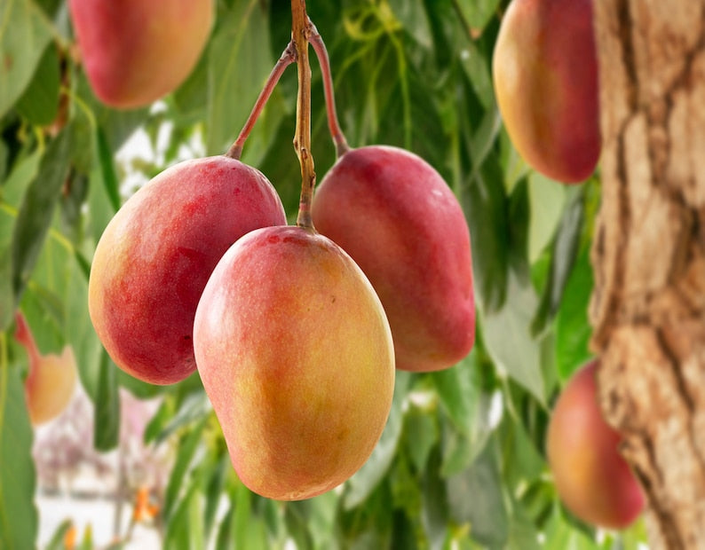 Carrie Mango Fruit Tree - 3 Gallon Container - Mangifera indica - Sweet Orange-Yellow Fruit for Home Garden - Easy Care