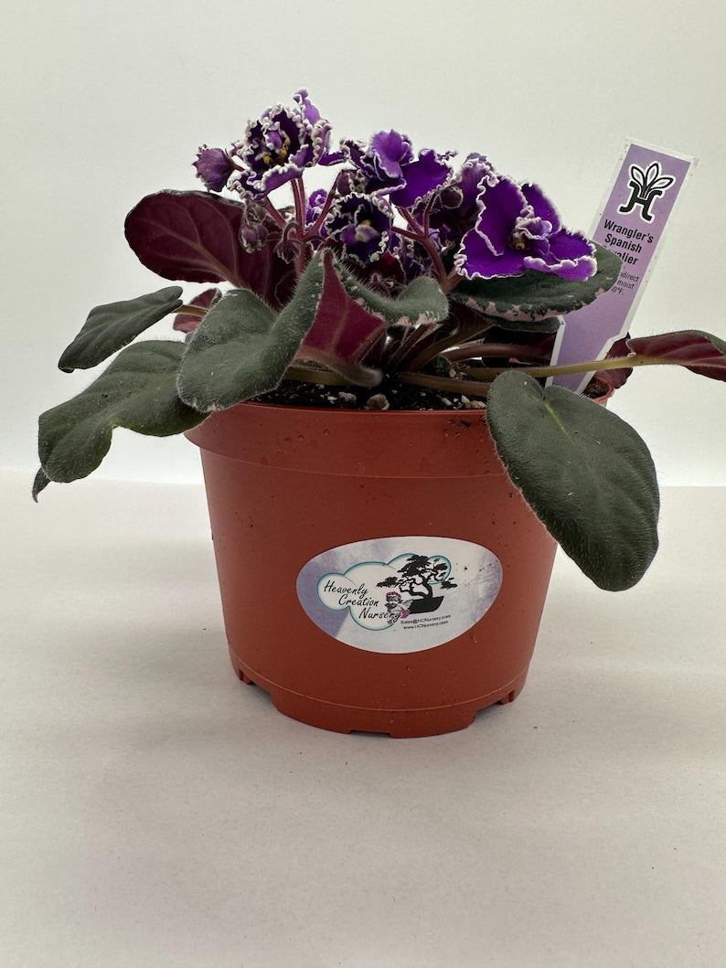 Live African Violet 6" - Wrangler's Spanish Cavalier - Flowering Houseplant (Saintpaulia) - Vibrant Blooms, Fuzzy Leaves
