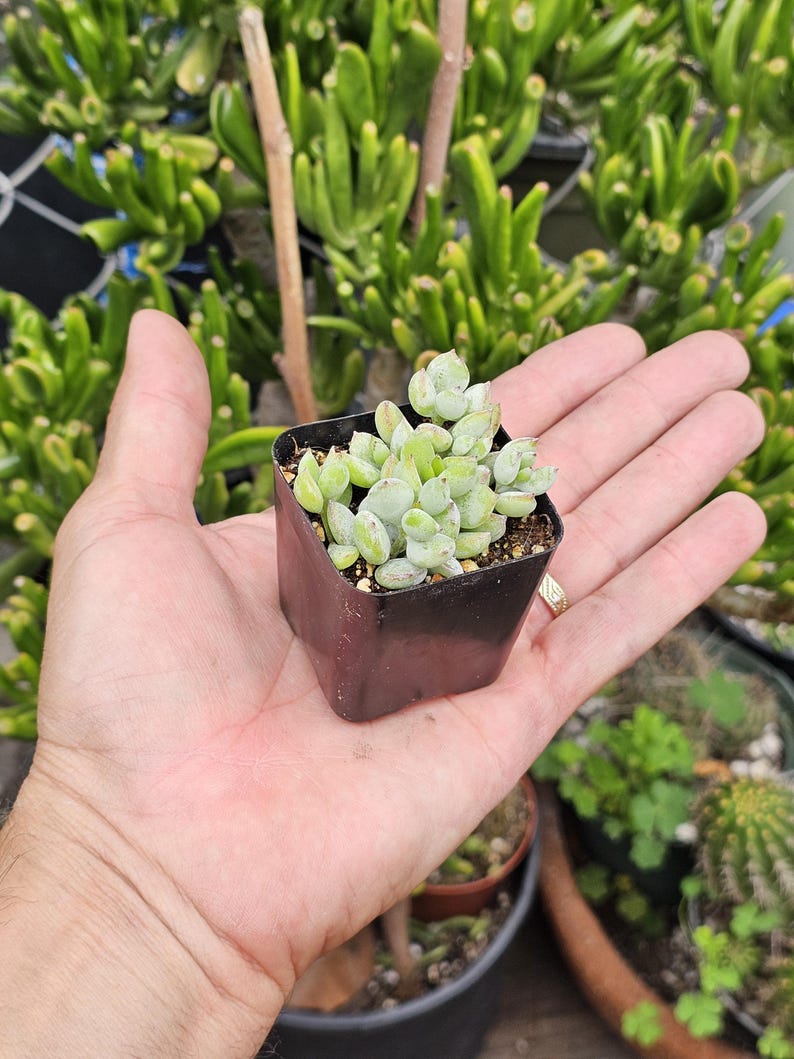 Cotyledon Pendens Succulent Care Guide | Cliff Hanger Plant