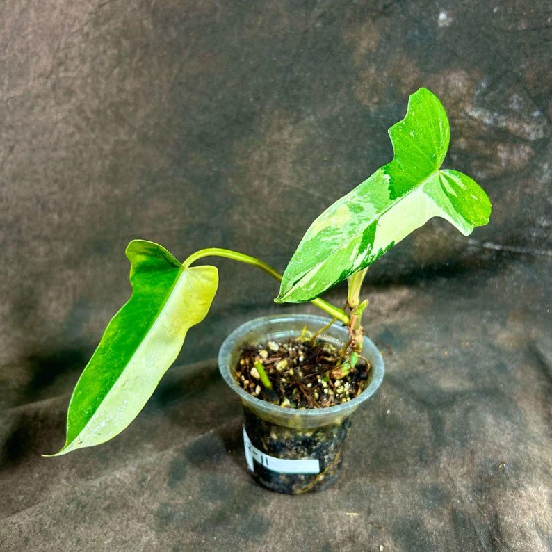 Variegated Philodendron Bipennifolium Plant in Nursery Pot