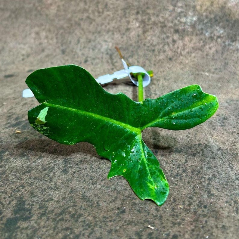 Philodendron Golden Dragon Cutting - Rare Variegated Indoor Plant - Philodendron 'Golden Dragon' - Collector's Edition