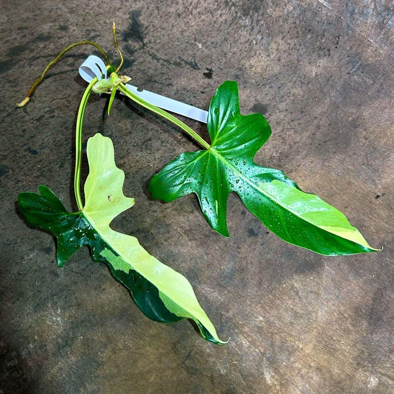 Philodendron Golden Dragon Cutting - Rare Variegated Indoor Plant - Live Plant - Philodendron 'Golden Dragon'